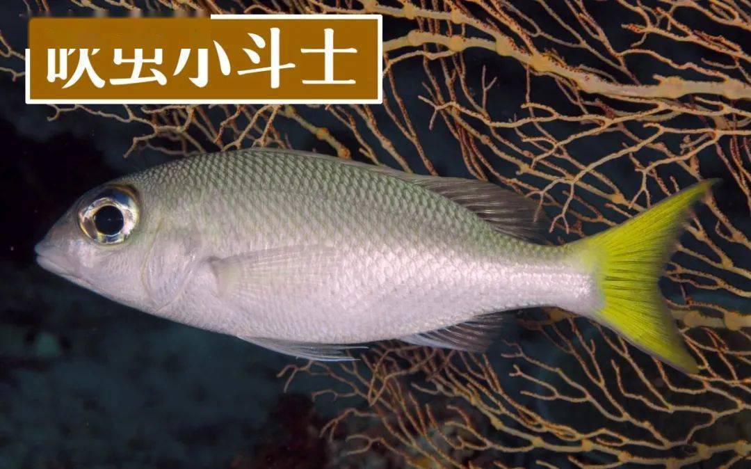 相似眶棘鱸(scolopsis affinis)這種小鱸魚比如敢於挑戰他們的任何