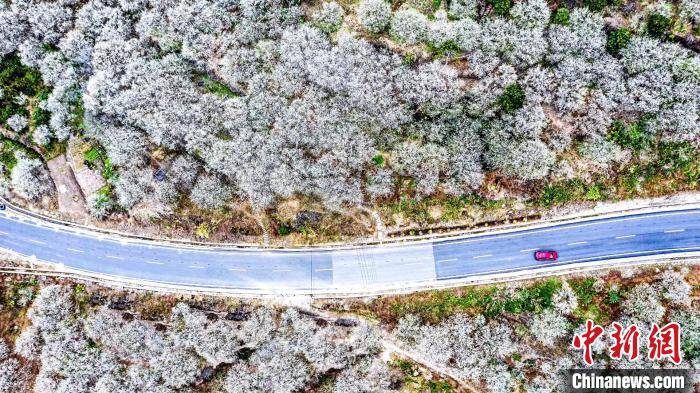 福州永泰：青梅花开香雪海