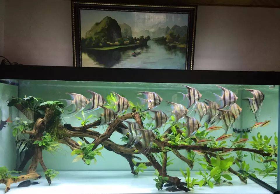 这就是别人家的神仙缸