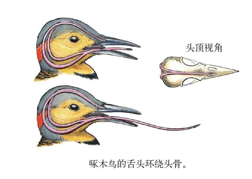 人类的舌扎根于口腔底部,并伸至口腔,而啄木鸟的舌头却从上颌骨出发