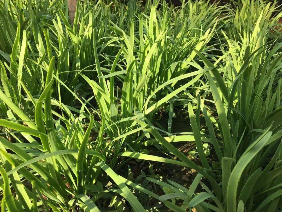 厉害了这个村种菜亩收益翻5倍50元一斤还不愁卖究竟为啥