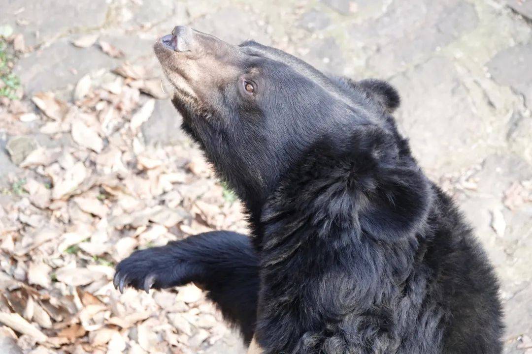 【神奇动物在中国第二季·第6讲】黑熊:动物界的"全能型选手"