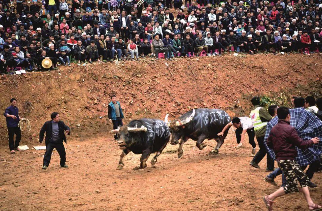 2020年贵州斗牛大赛图片