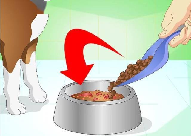 描写狗吃食的过程