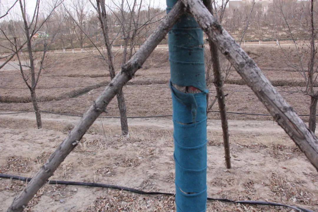 避免机械损伤等措施保护树干,预防开裂