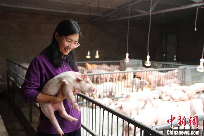 内蒙古女人大代表返乡创业 用"锁阳猪"闯出新天地