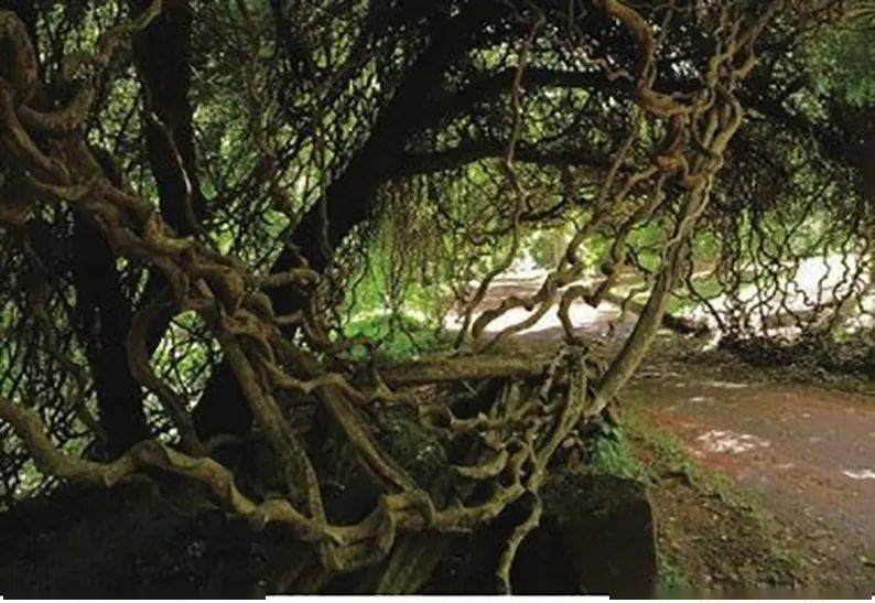 拥有世界上最长茎的棕榈藤,飞舞的巨藤塑造出"空中花园"!_藤条