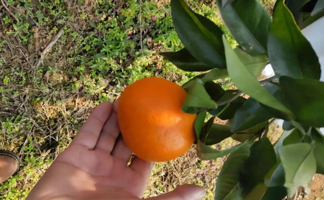 明日见柑橘种植难3个因素为主果农如何提高栽培成功率