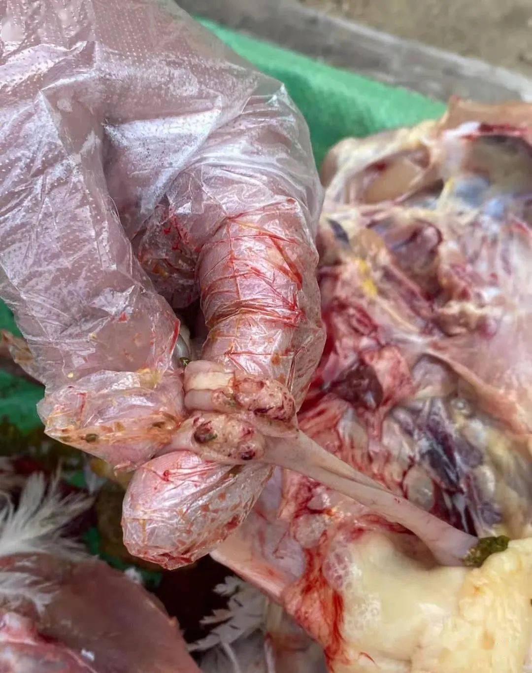 学会通过外观,初步判断鸡病