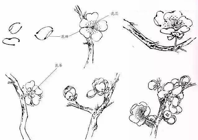 梅花的结构包括花瓣,花蕊,花蒂等,学画梅花,宜先写生,对梅花有个具体