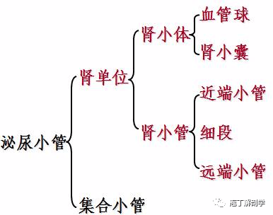 泌尿小管是形成尿的结构,包括肾单位和集合小管两部分.