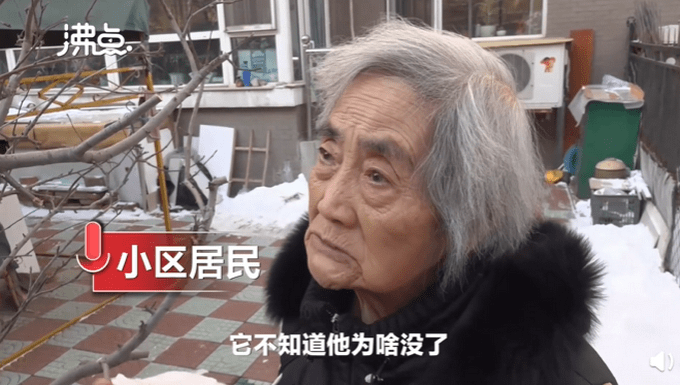 主人去世狗狗守5年（图）