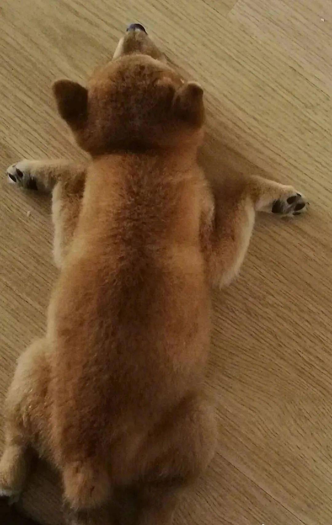 有的狗子一趴下就变成了板鸭