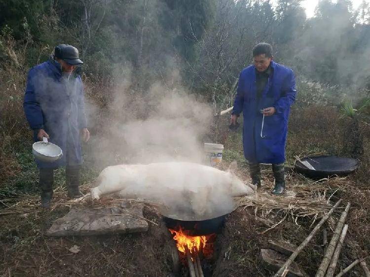 重慶農村的殺年豬現場這些場景你都還熟悉嗎