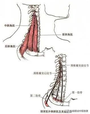 所以斜角肌緊張是由呼吸引起的頭前傾的重要原因,在長年累月的呼吸