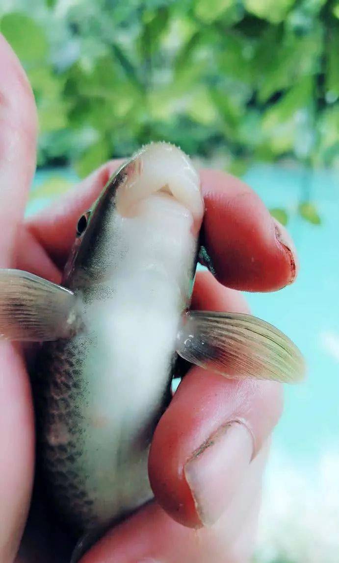 这鱼有着非常的洁癖只生活在净沙无尘的泉潭之中