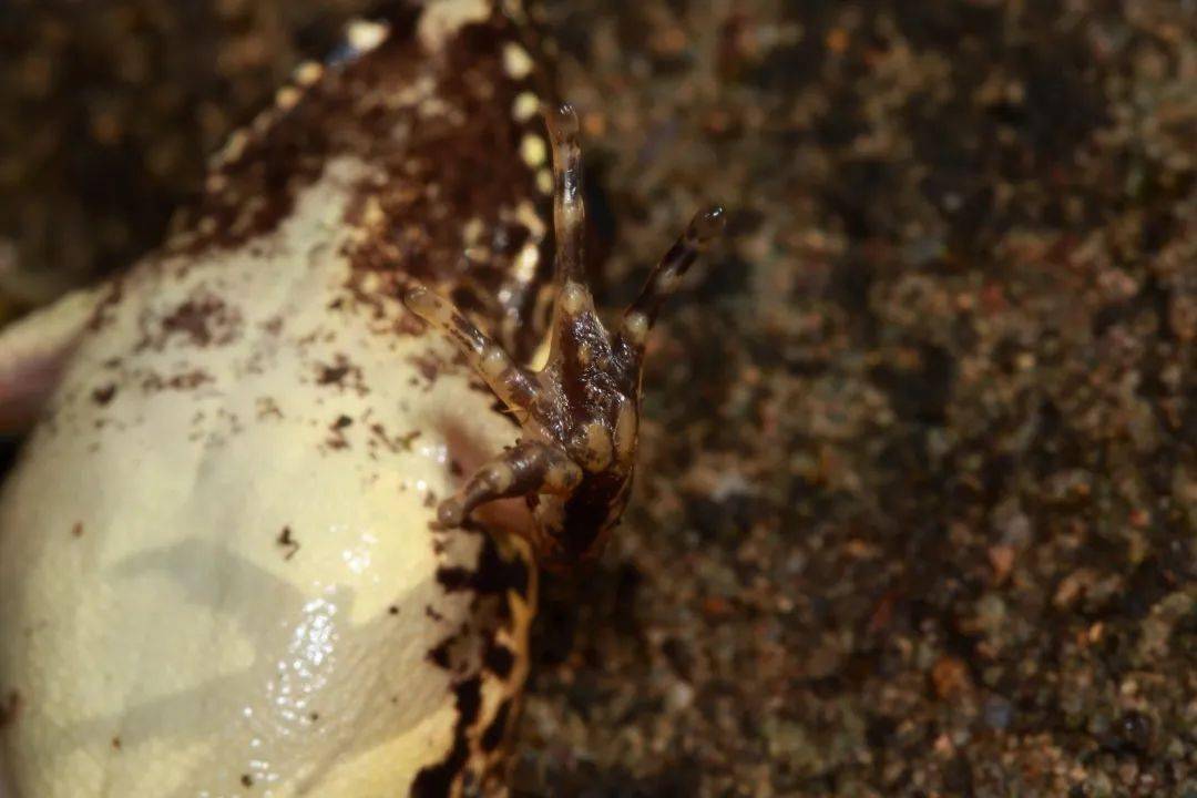 在梅花山自然保护区又发现福建新记录种粤琴蛙