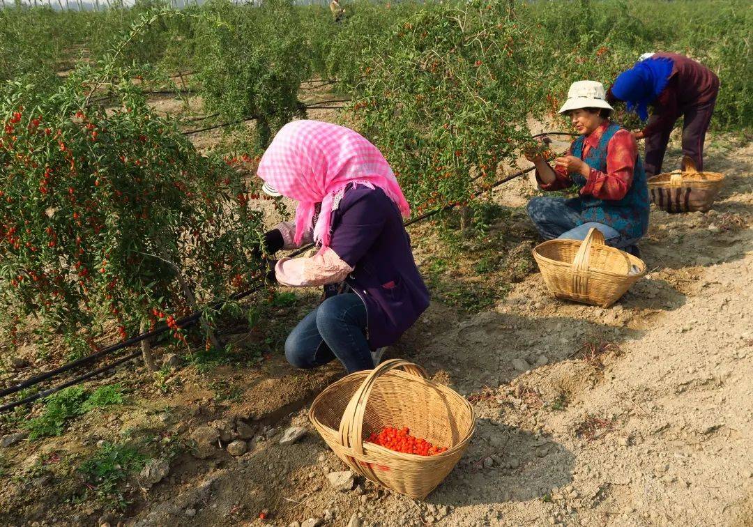 附近的村民来采摘枸杞▲采摘时节,更是用人高峰期,每年要支出的钢种