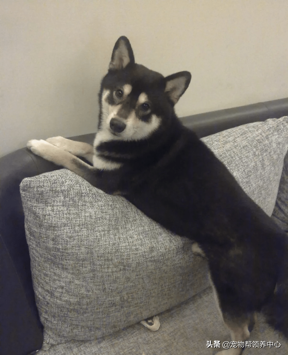 黑柴离开后主人做出习惯性动作让人泪奔