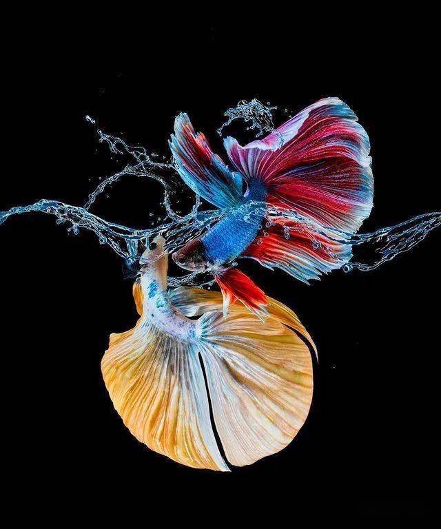 美轮美奂的斗鱼下