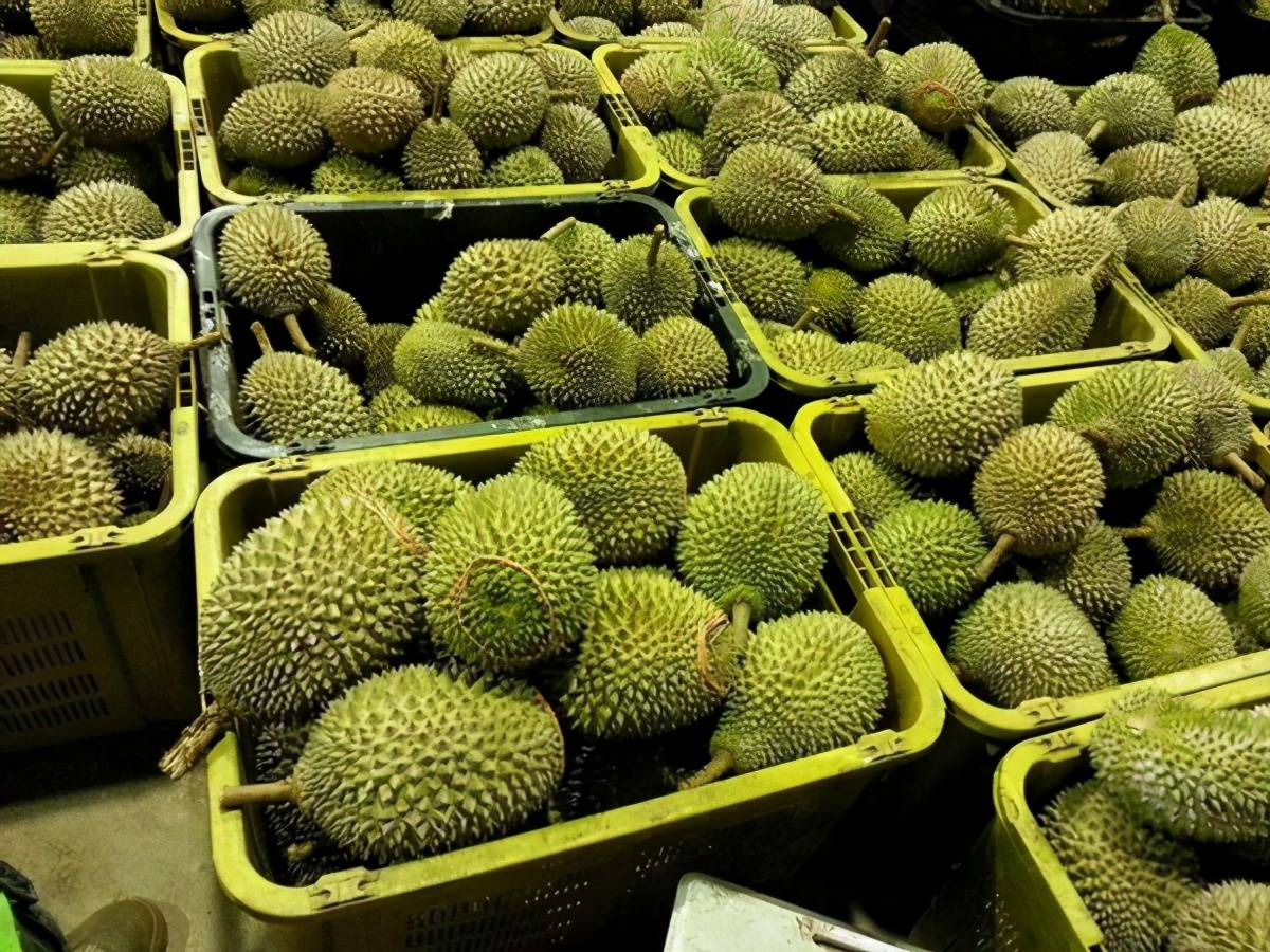 泰国榴莲陆续采摘 又一批榴莲将抵中国消费市场