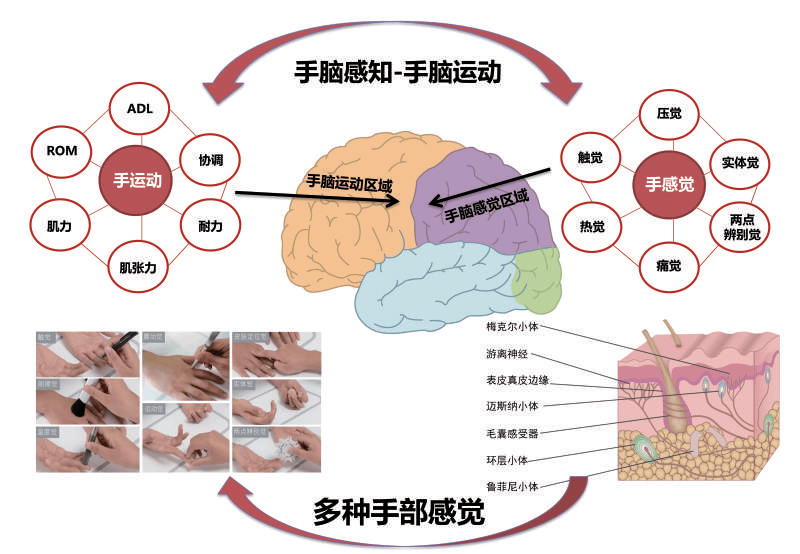 【"手脑感知与手脑运动"康复理论基础篇】从"手脑感知"到"手脑运动"