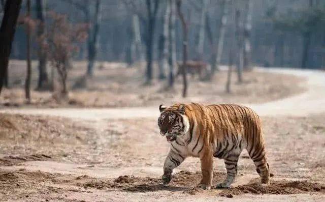 三只东北虎被放归森林,当笼子打开时,游客拍下想不到的画面
