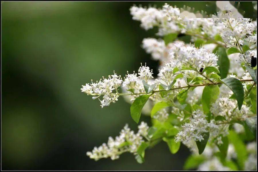 新縣特色菜之將軍菜珍珠花老鄉們吃過沒