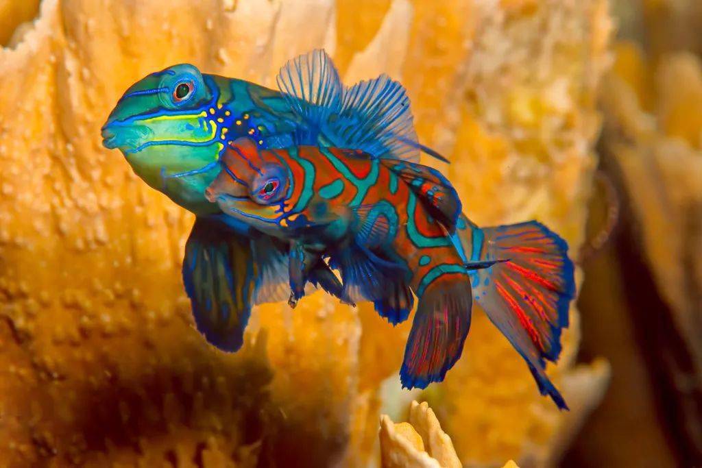 麒麟鱼:尺寸很重要