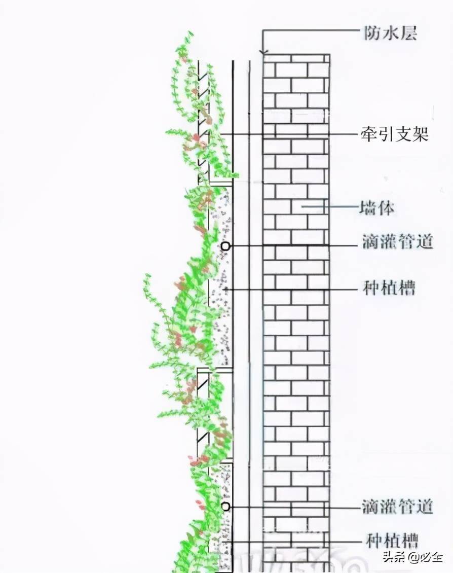 墙面绿化构造图片