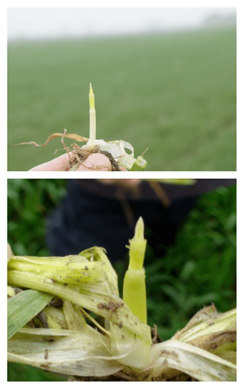 促弱控旺转壮,稳穗争粒增重——江苏省小麦春季管理建议_拔节