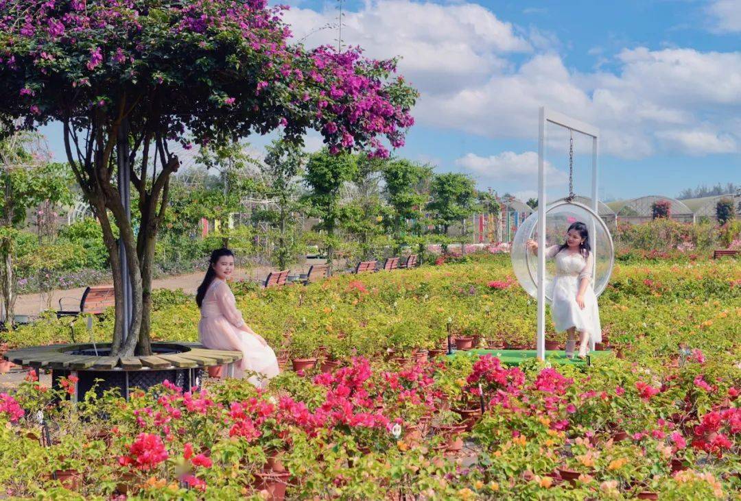 来海口看三角梅展吧打卡这些美丽花儿