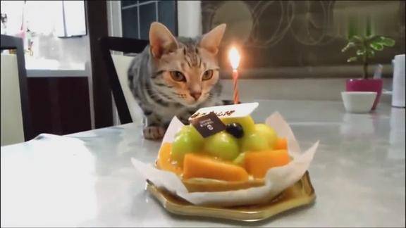 主人给喵星人过生日猫咪吹蜡烛的动作太粗鲁了
