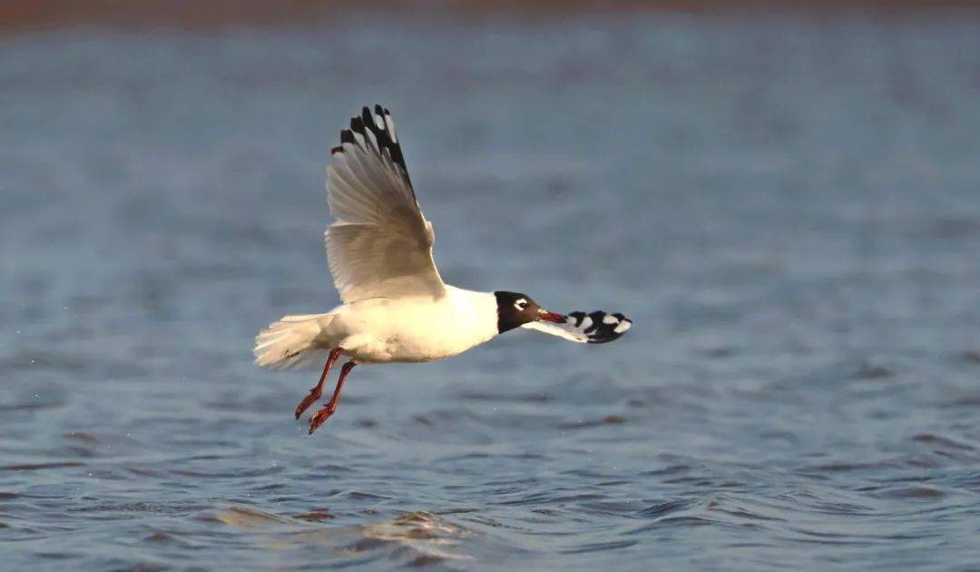 人与自然和谐共生保护湿地就是保护生物多样性