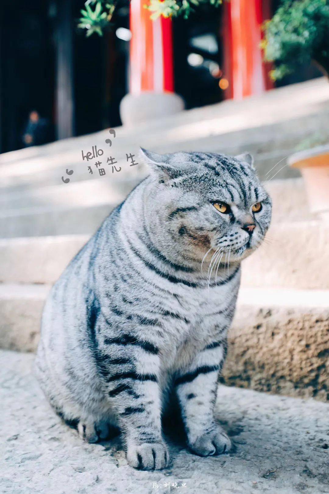 全城寻猫惠山寺大师兄走丢了