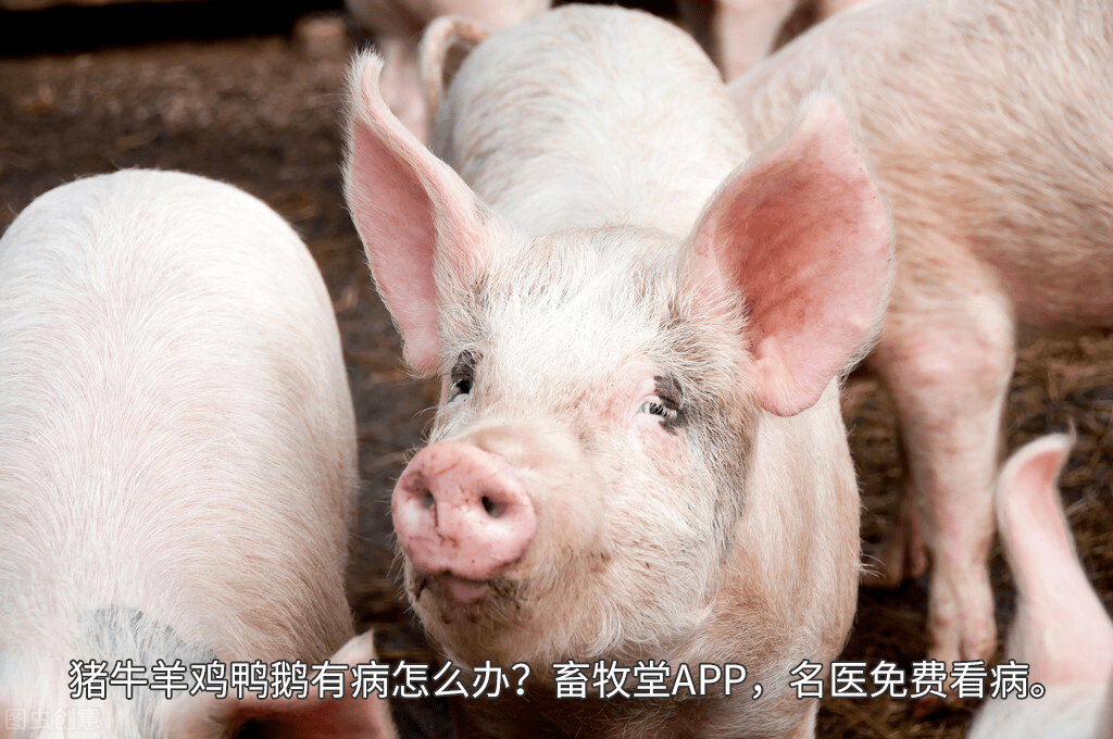 7431fdf5361242f8988cd742cb4a8344.png