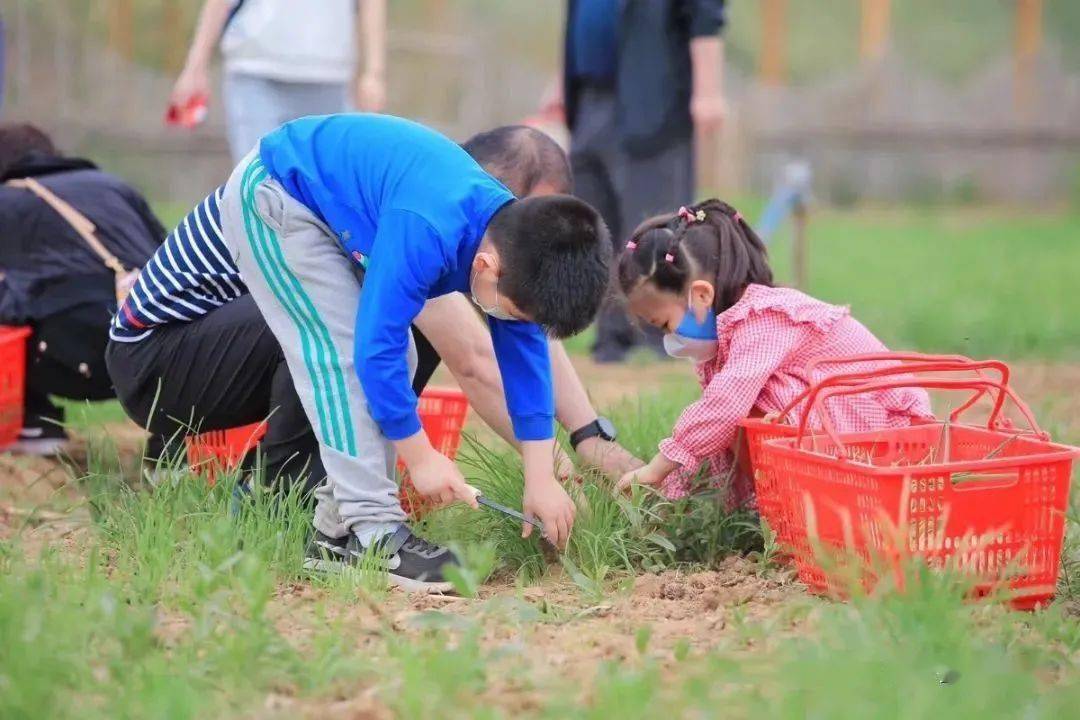 开心农场现实版,来金叵罗认领你的专属小菜园!