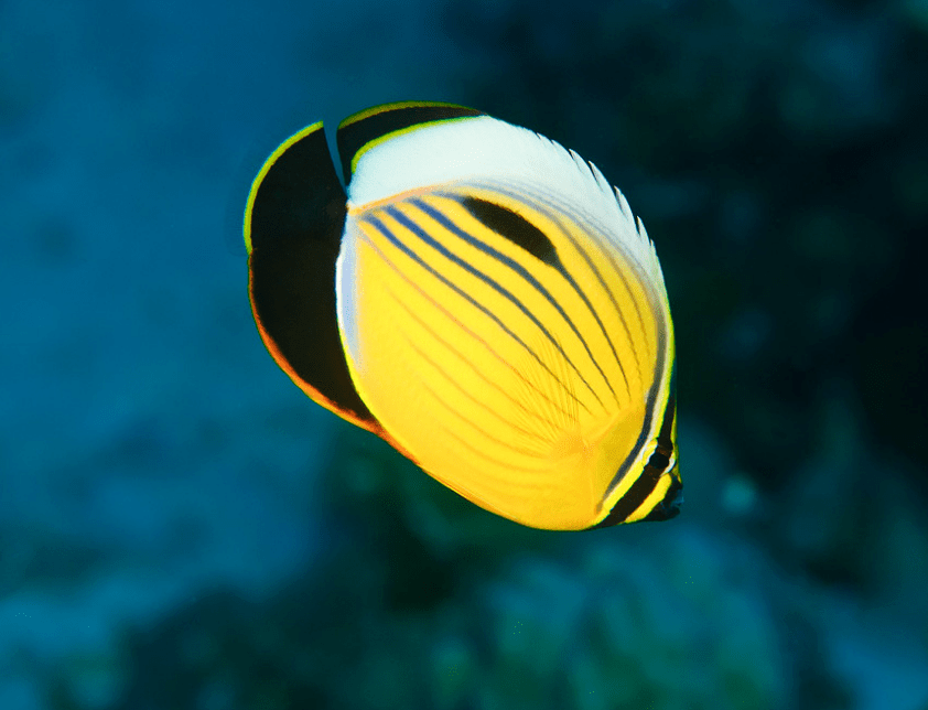 海洋科普(1338)| 物种图册——红海蝴蝶鱼