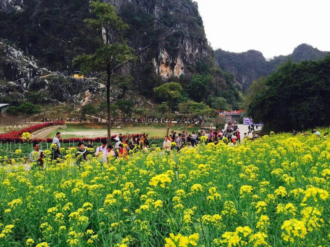 阳春贺新年龙宫岩春湾石林花海一天游