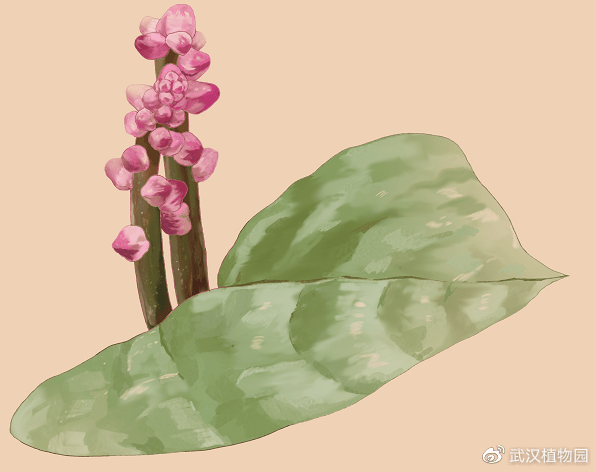 颜色搭配师五色糯米饭