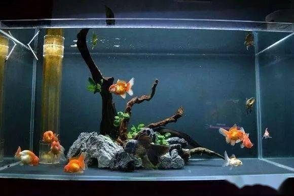 那可就坏了,本来就可以饲养十条观赏鱼,我们非要硬往鱼缸里塞上它20条