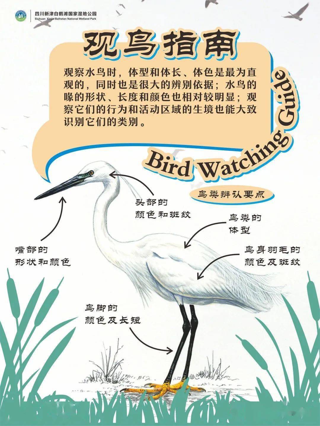 白鹤滩湿地,公园城市下的生态绿心