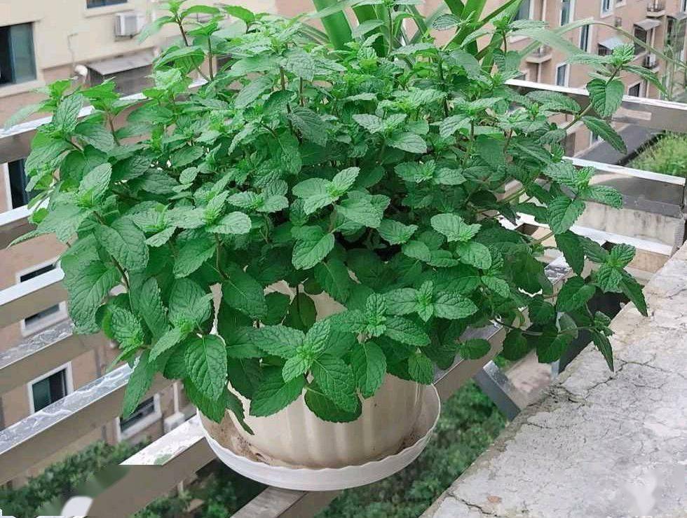 薄荷这样养,轻松度夏越冬,养成茂盛的一大盆,芳香怡人