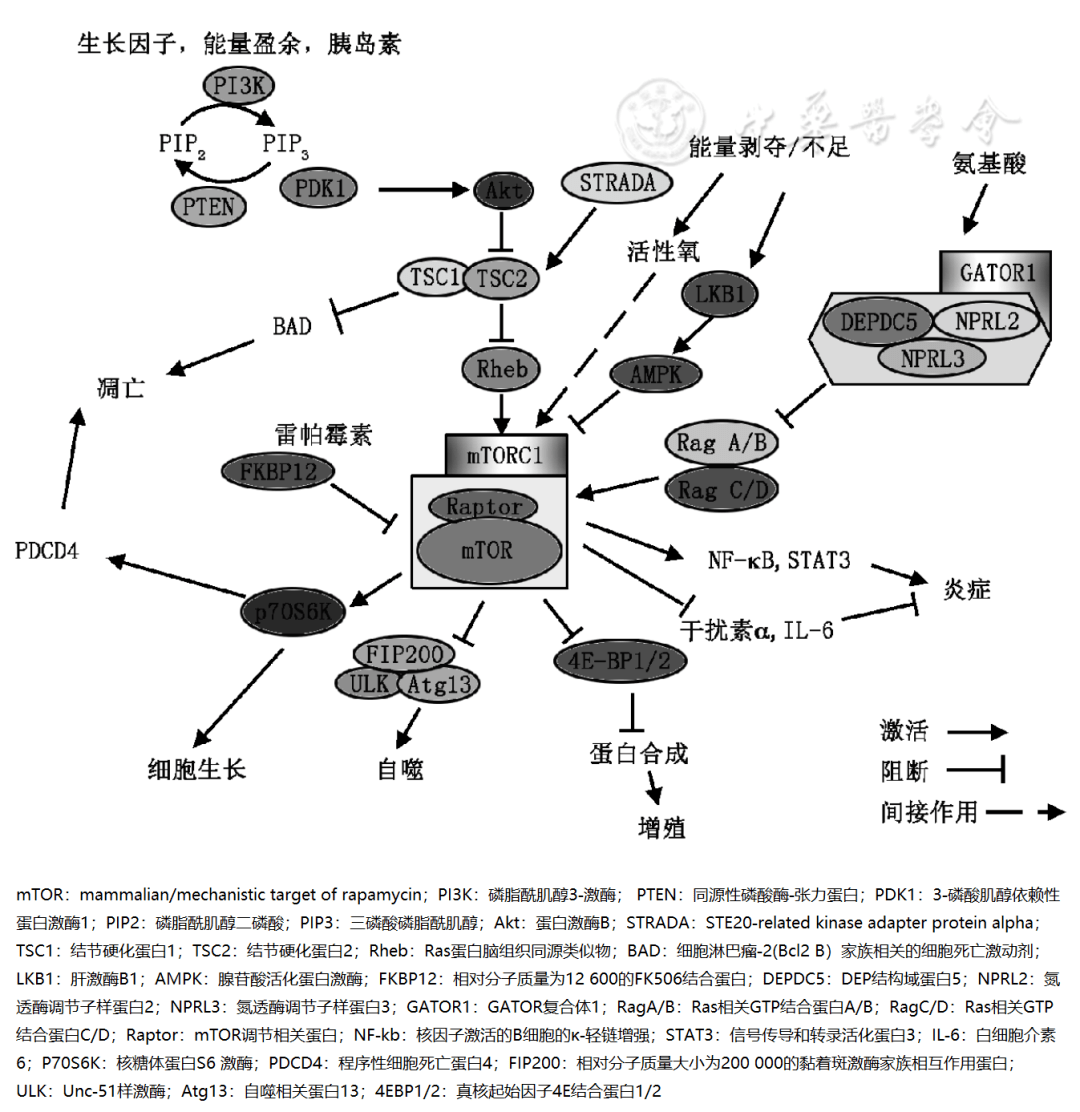 综述mtor信号通路异常与癫痫