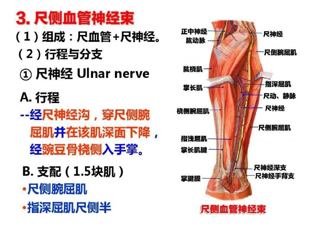 超详细上肢局部解剖