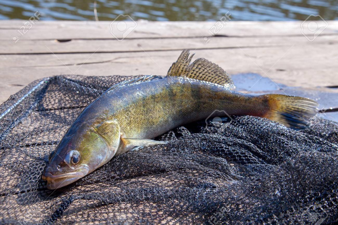 欧洲梭鲈流入中国苏联的抢手货如今成淡水鱼王
