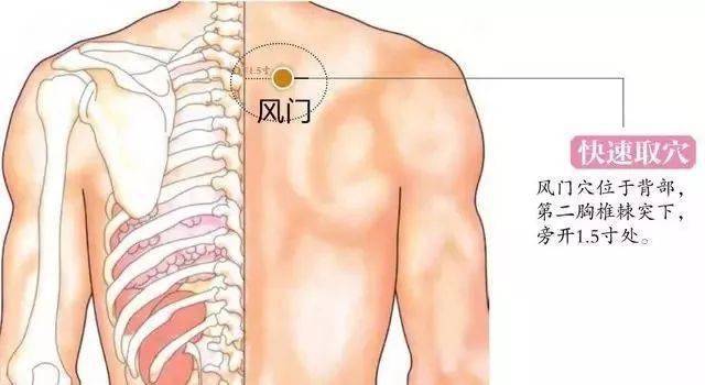 风门穴处于上背部,在第二胸椎棘突下,旁开1.5寸.