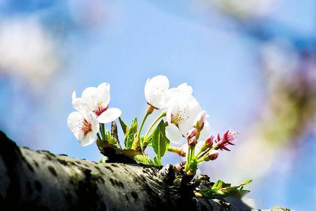 今日立春丨万物复苏 春暖花开 诸君