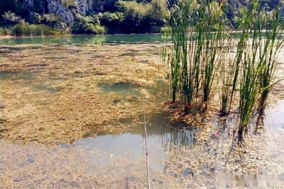 早春釣鯽魚,首選這幾類釣位,在這裡下竿,大鯽魚也會排隊上鉤