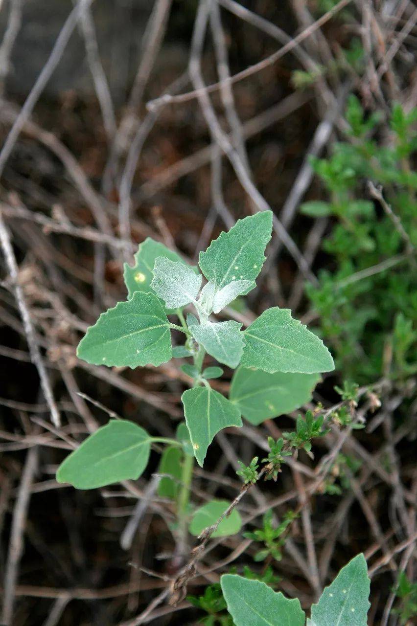 春季著名野菜大全